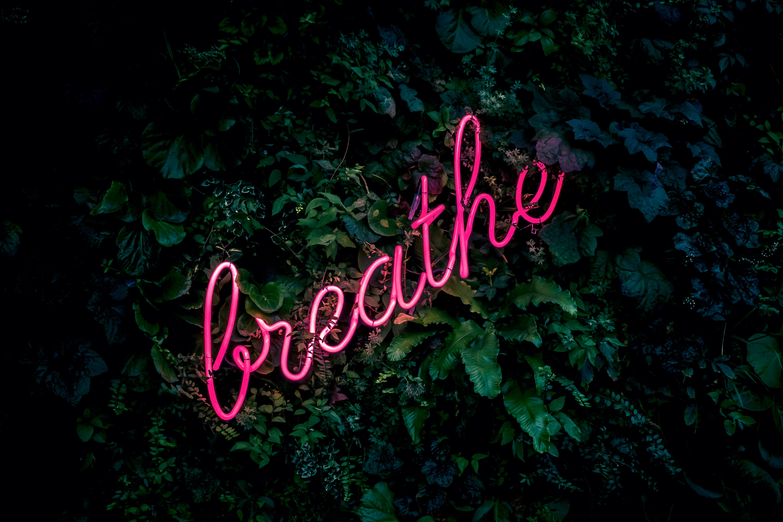 green leafy background with a pink neon sign that reads “breathe” 