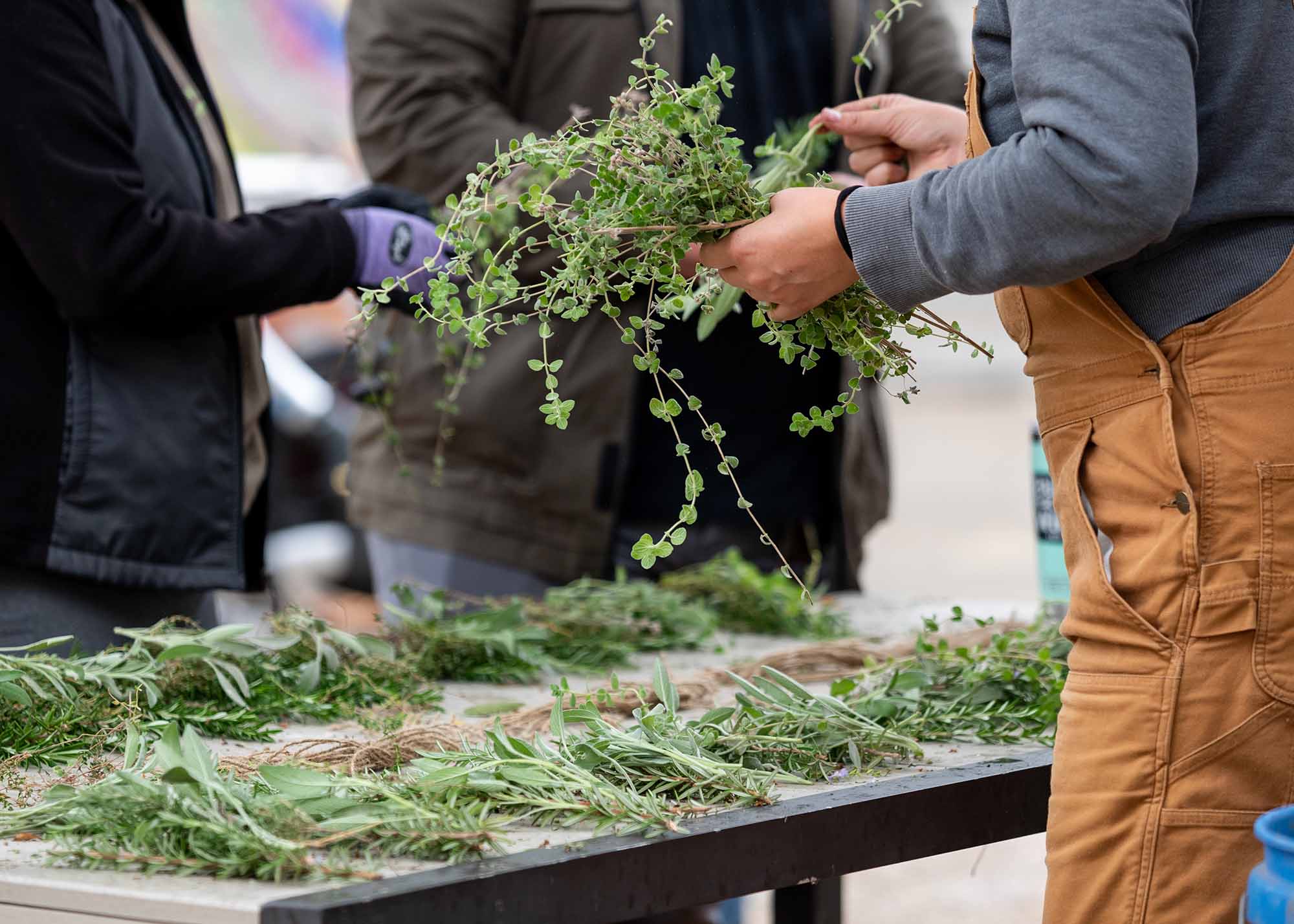 Students wrapping bundles of herbs on a gardening table